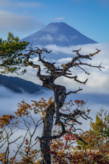 枯れ木の先に