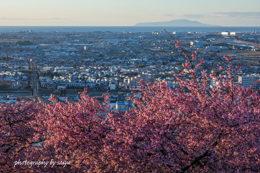 松田山の春
