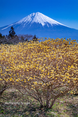 三椏咲く