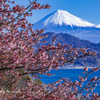 寒桜咲く
