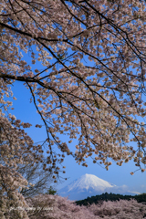 桜日和