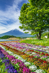 彩り小道