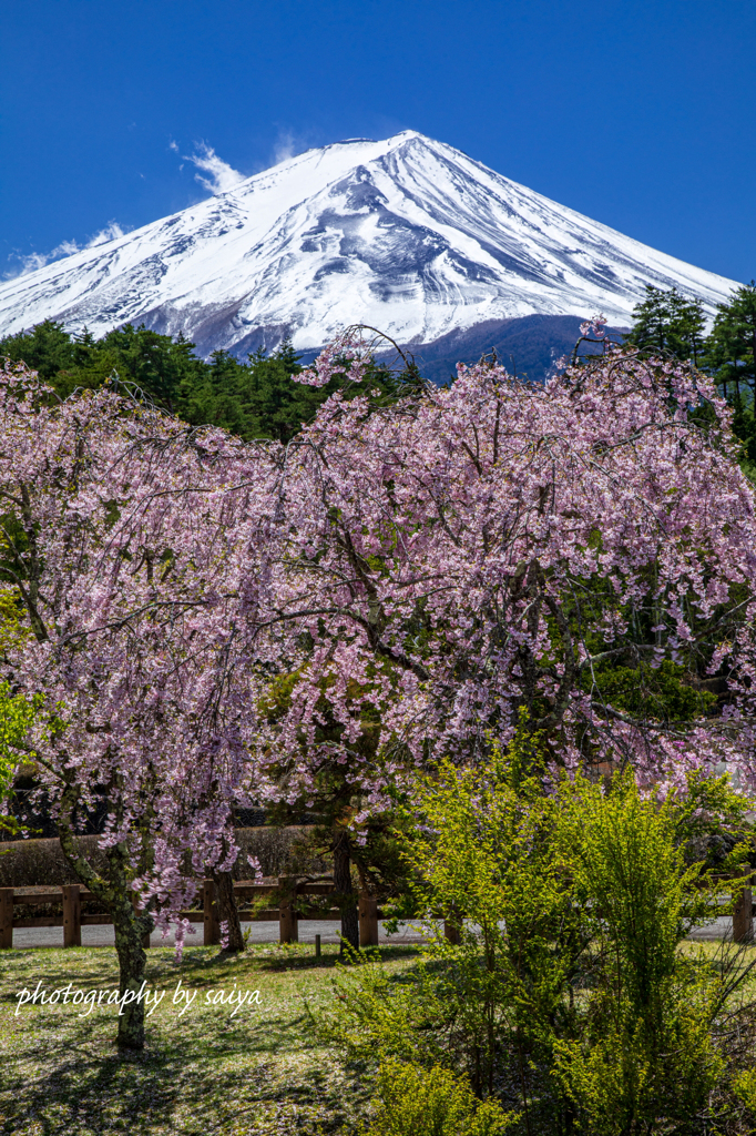 晩春の頃 その２