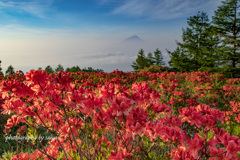 高原の紅