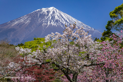 花盛り その２