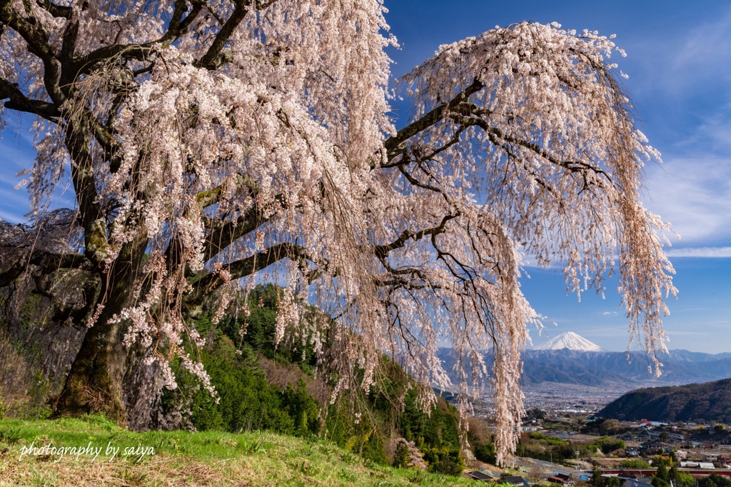 春爛漫