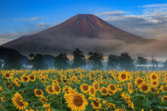 晩夏の彩