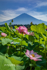 華やかな朝