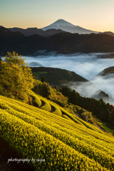 輝く茶畑