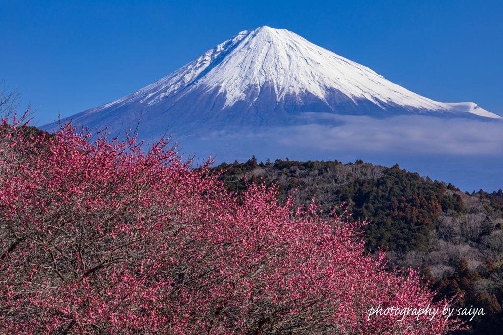 里山の早紅