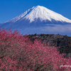 里山の早紅
