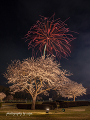 花見で花火2023 その２
