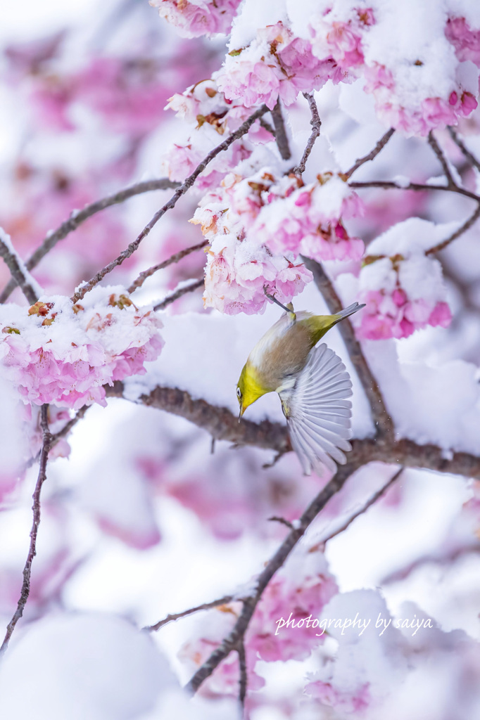 雪桜とサクジロー その２