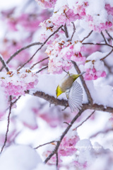 雪桜とサクジロー その２