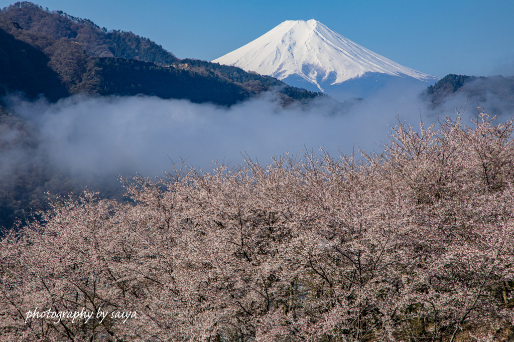 天上の里桜
