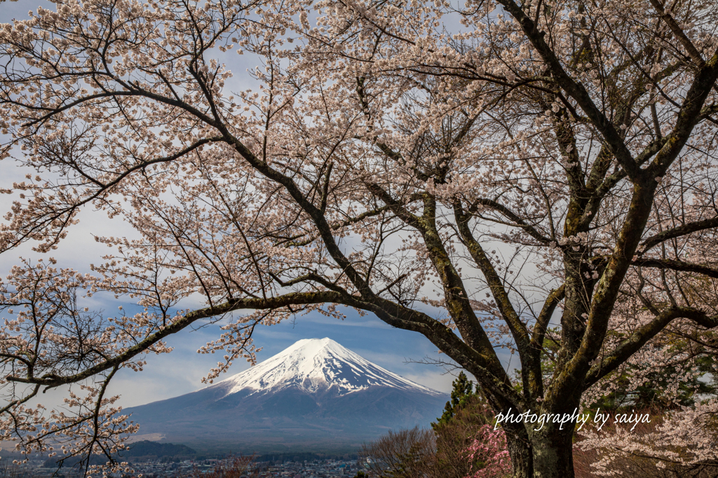 桜のアーチ