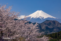 天上の里桜　その３