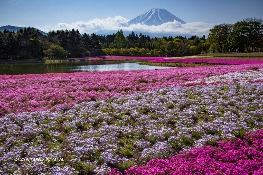 Colorful carpet