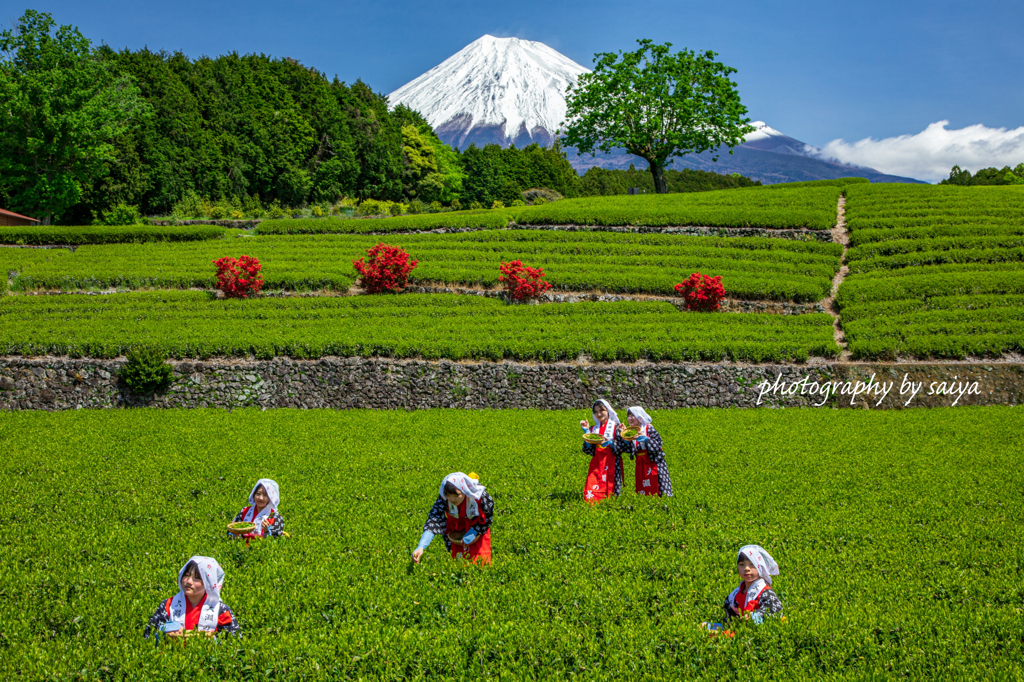 大渕笹場お茶まつり2025 その４