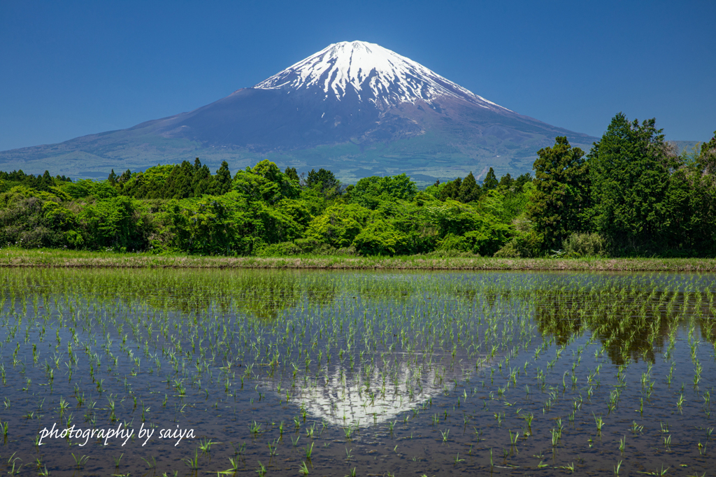 田植の季節