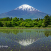 田植の季節