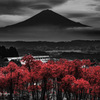 朱の群生