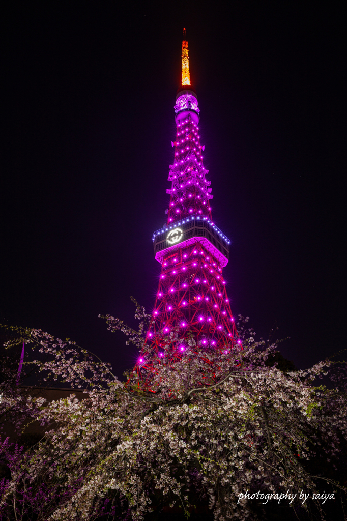 GUCCI HANAMI　桜カラーVer