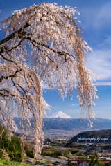 桜浪漫