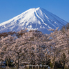 河口湖の春2023 その１