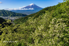 新緑眩しく