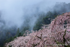 春雨に濡れて