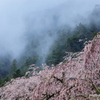 春雨に濡れて