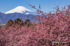 里山の春