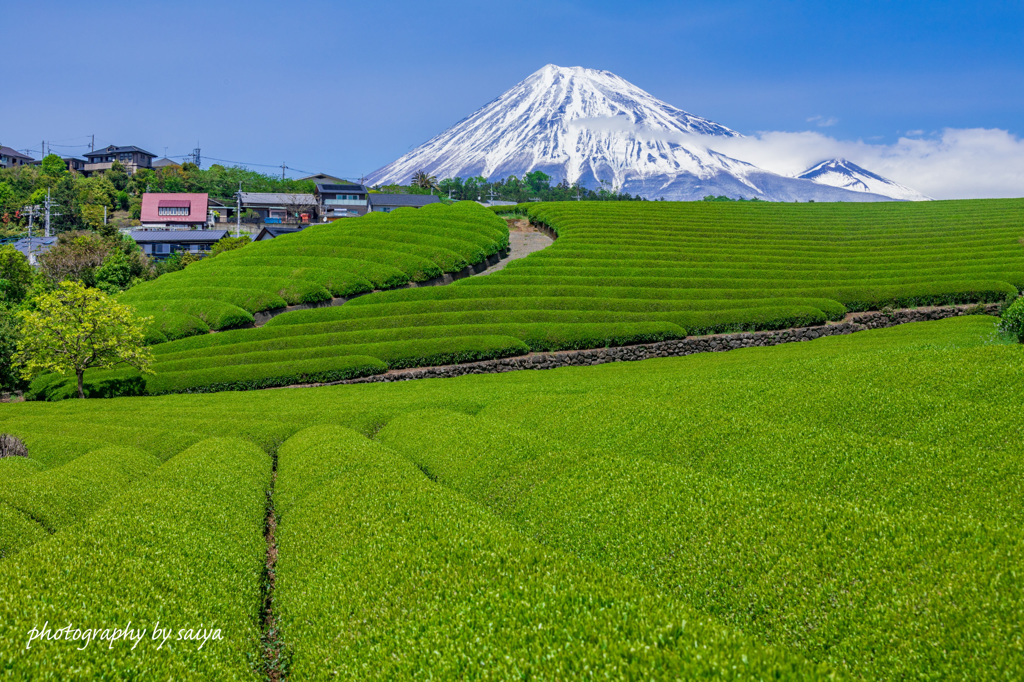 茶畑に囲まれて