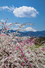 里の花桃