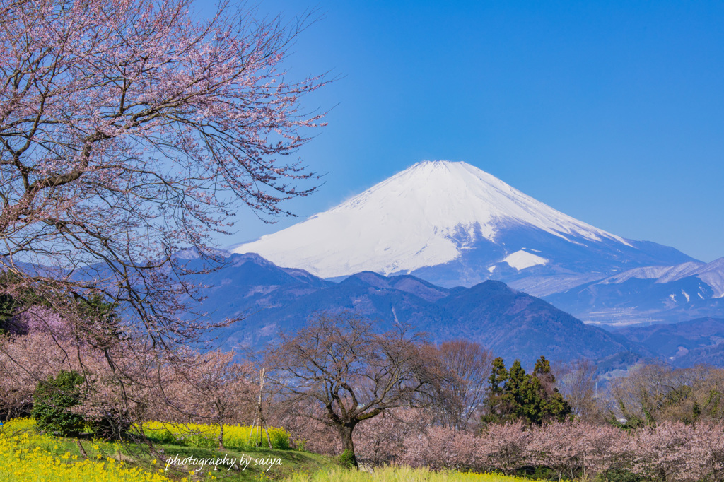 桜花入れ替わり