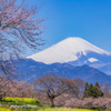 桜花入れ替わり