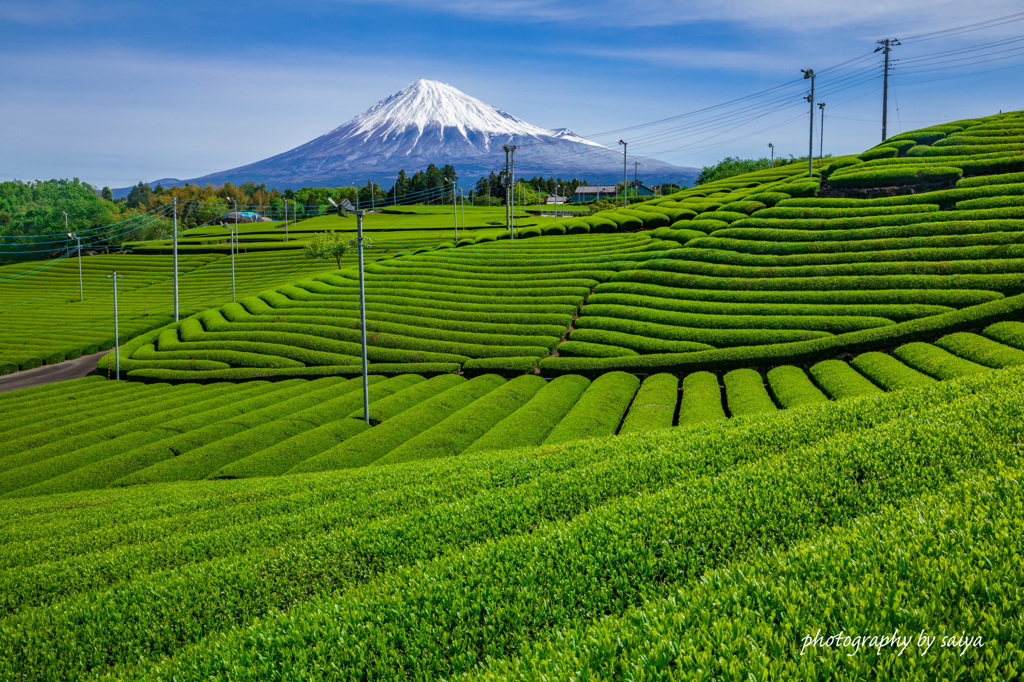 濃緑の園