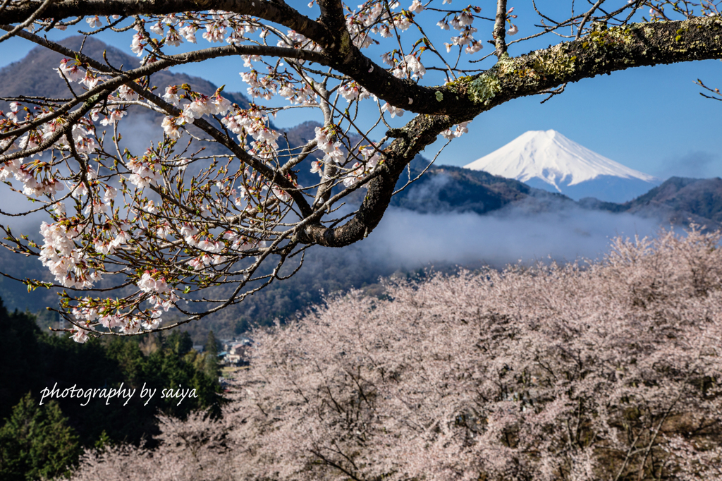 天上の里桜　その２