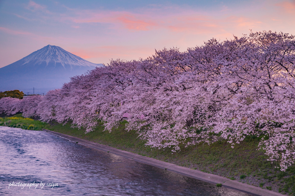 桜色の朝