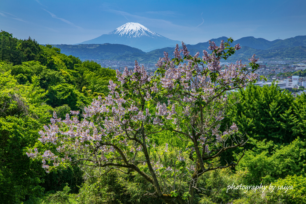 桐花の丘