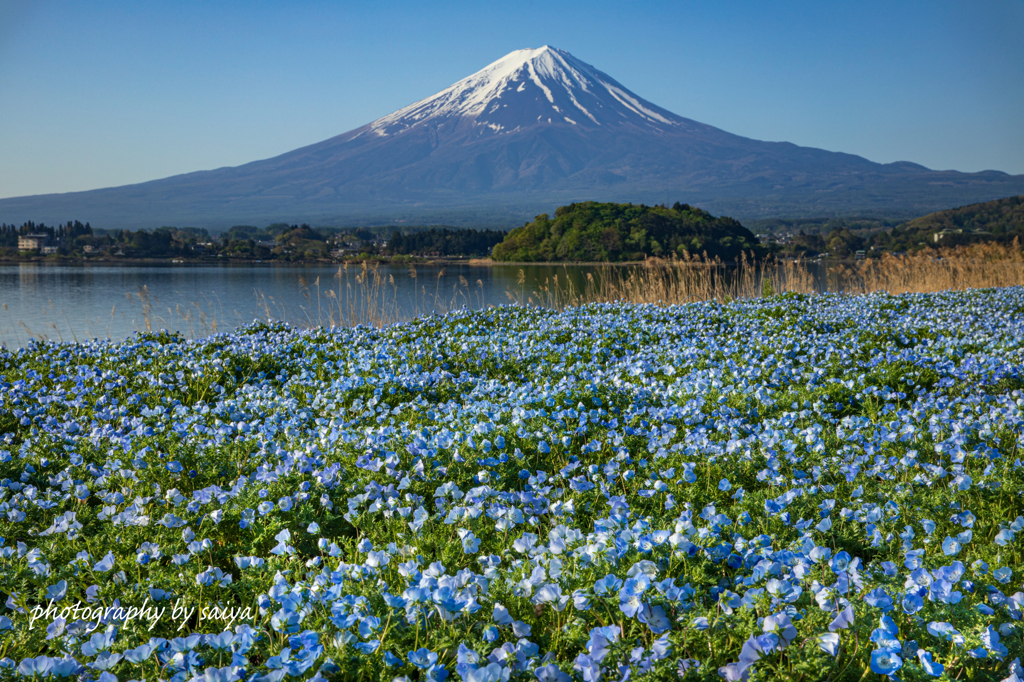 一面の蒼