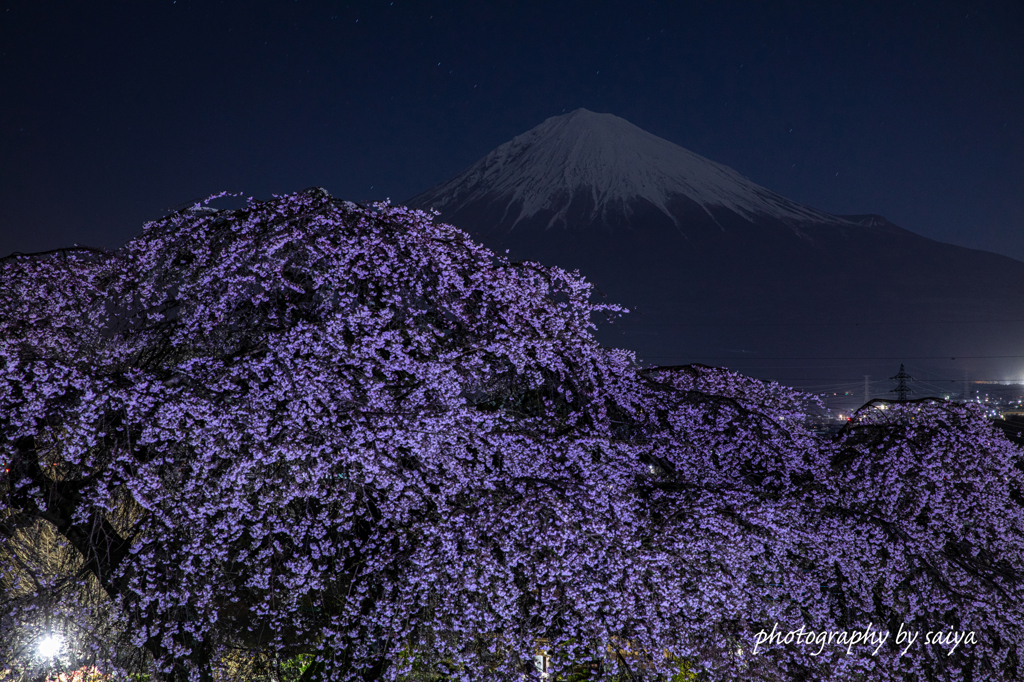 夜桜の頃