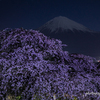 夜桜の頃