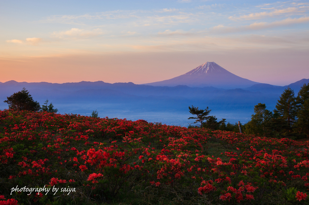 輝きの紅