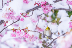 雪桜とサクジロー その１