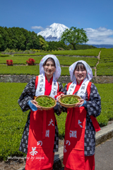 大渕笹場お茶まつり2025 その２
