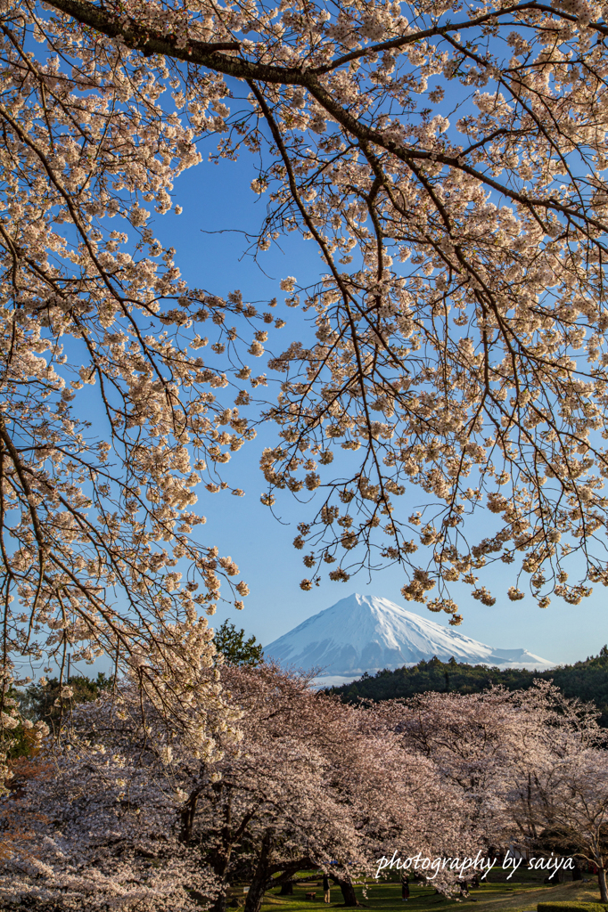 桜花の中に