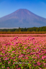 蕎麦花咲く