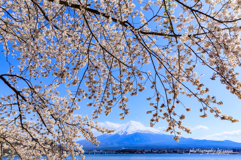 春めきの湖畔